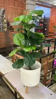 Home Plants and Flowers - 2