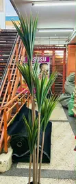 Balcony Plants - Various Types & Sizes - 1