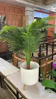 Balcony Plants - Various Types & Sizes - 2
