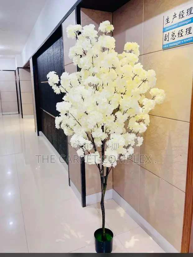 Indoor Home Plants - 1