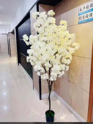 Indoor Home Plants