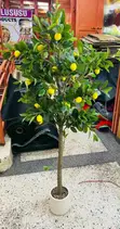 Indoor Home Plants - 2