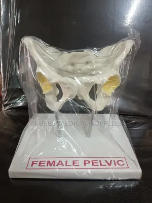 Female Pelvic Model for Training