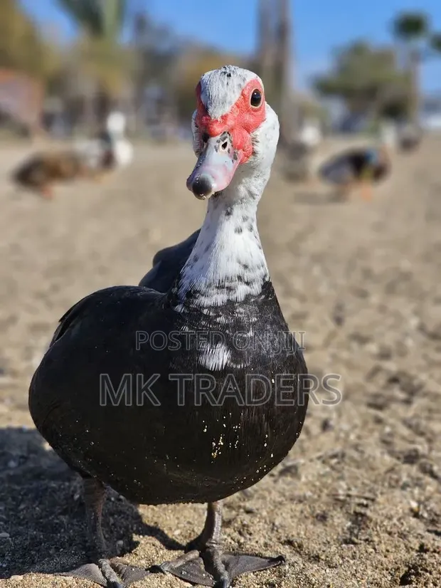 Black Swedish Ducks - 1