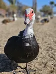 Black Swedish Ducks - 1