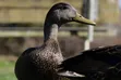 Black Swedish Ducks - 2