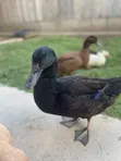 Black Swedish Ducks - 3
