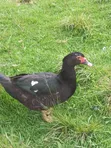 Black Swedish Ducks - 4