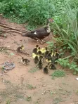 Black Swedish Ducks - 5