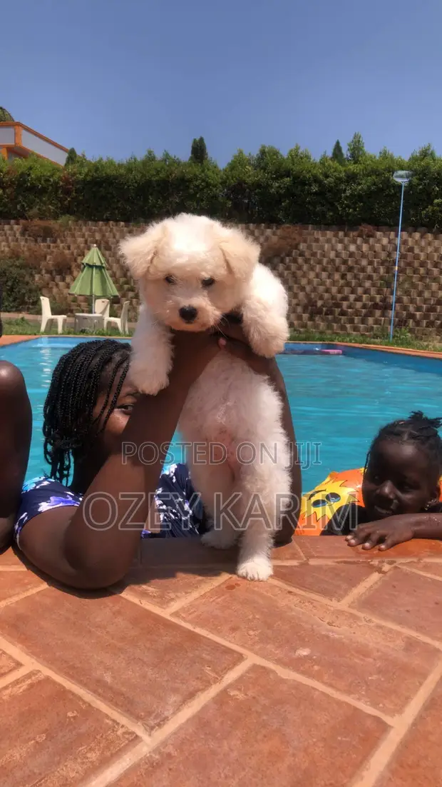 Female Purebred Maltese Puppy (1-3 Months) - 1
