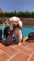 Female Purebred Maltese Puppy (1-3 Months) - 1