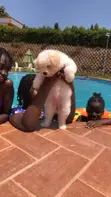 Female Purebred Maltese Puppy (1-3 Months) - 2