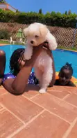 Female Purebred Maltese Puppy (1-3 Months) - 3