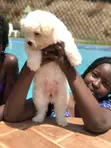 Female Purebred Maltese Puppy (1-3 Months) - 4