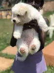 Female Purebred Maltese Puppy (1-3 Months) - 5