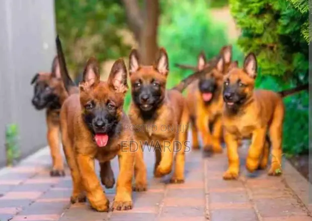 Female Purebred Belgian Malinois Puppy (1-3 Months) - 1