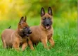 Female Purebred Belgian Malinois Puppy (1-3 Months) - 2