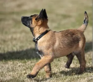 1-3 Month Old Male Purebred Belgian Malinois Puppies