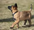1-3 Month Old Male Purebred Belgian Malinois Puppies - 1