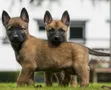 1-3 Month Old Male Purebred Belgian Malinois Puppies - 2