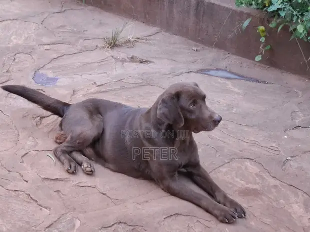 1+ Year Old Female Purebred Labrador Retriever - 1