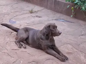 1+ Year Old Female Purebred Labrador Retriever