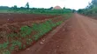 3 Acres Freehold Land with Electricity, Jinja City - 4