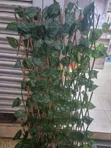 Balcony Fence for Privacy - 3