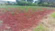 10 Acres Land with River Nile Views, Jinja City - 4