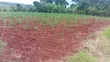 10 Acres Land with River Nile Views, Jinja City - 5