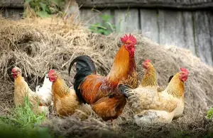 Fresh Chicken - Quality Meat