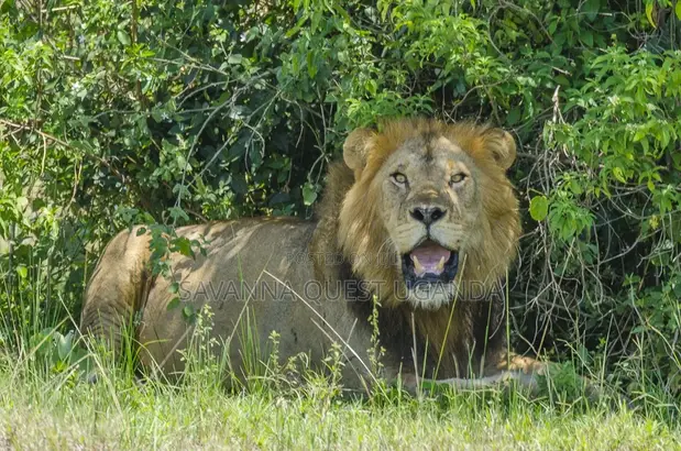 4-Day Queen Elizabeth Classic Safari Tour - 1
