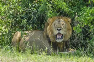 4-Day Queen Elizabeth Classic Safari Tour