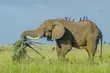 4-Day Queen Elizabeth Classic Safari Tour - 3