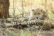 4-Day Queen Elizabeth Classic Safari Tour - 4