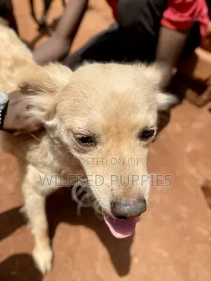 Male Jack Russell Terrier Mix Puppy (1-3 Months)