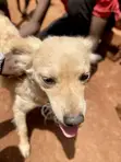 Male Jack Russell Terrier Mix Puppy (1-3 Months) - 1