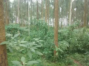 11 Acres Land for Sale, Bombo Kalule