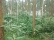 11 Acres Land for Sale, Bombo Kalule - 1