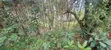 11 Acres Land for Sale, Bombo Kalule - 2