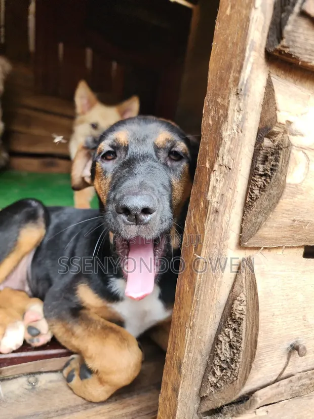 Female Mixed Breed Doberman Pinscher Puppy (1-3 Months) - 1