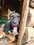 Female Mixed Breed Doberman Pinscher Puppy (1-3 Months) - 1