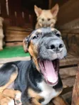 Female Mixed Breed Doberman Pinscher Puppy (1-3 Months) - 2