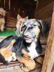 Female Mixed Breed Doberman Pinscher Puppy (1-3 Months) - 3