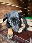 Female Mixed Breed Doberman Pinscher Puppy (1-3 Months) - 4