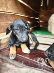 Female Mixed Breed Doberman Pinscher Puppy (1-3 Months) - 5
