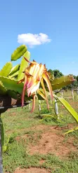 Dragon Fruit Cuttings - 1