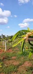 Dragon Fruit Cuttings - 2