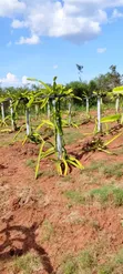 Dragon Fruit Cuttings - 3