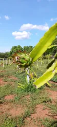 Dragon Fruit Cuttings - 4